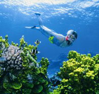 Wheeler Reef Dive Site - Broome Tourism