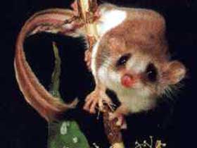 Carrowong Fauna Sanctuary - Broome Tourism 0