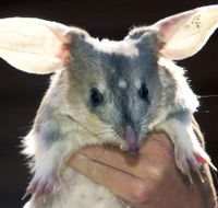 Charleville - Bilby Experience - Broome Tourism