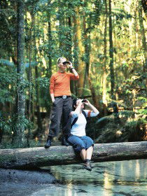 Birdwatching On The Fraser Coast - Broome Tourism 0