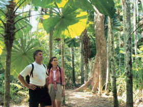 Licuala State Forest - Broome Tourism 0