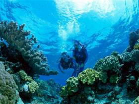 Coral Gardens Dive Site - Broome Tourism 0