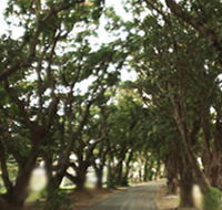 Mango Avenue - Broome Tourism