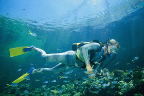 Manta Ray Bommie Dive Site - Broome Tourism 0