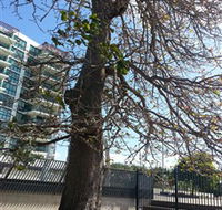 The Leichhardt Tree - Broome Tourism