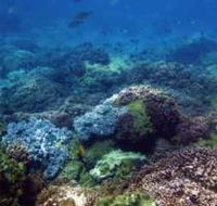 Hoffman's Rocks Dive Site - Broome Tourism