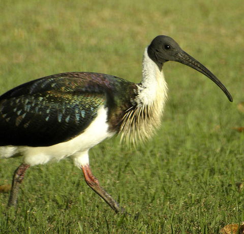 Toowoomba Bicentennial Waterbird Habitat - Broome Tourism 0