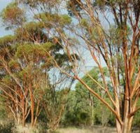 Myall Park Botanic Garden - Broome Tourism