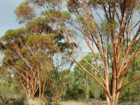 Myall Park Botanic Garden - Broome Tourism 0