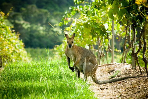 Sirromet Winery - Broome Tourism 2