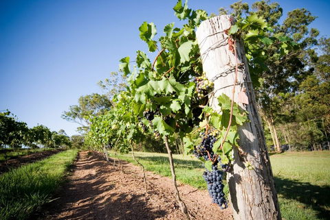 Sirromet Winery - Broome Tourism 3