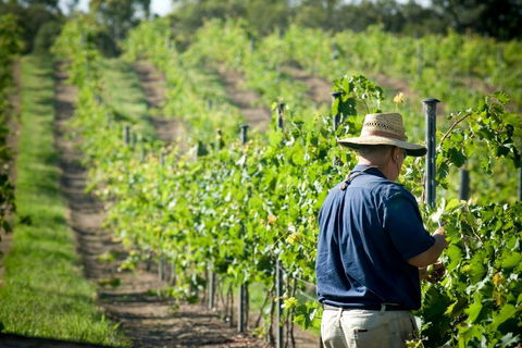 Sirromet Winery - Broome Tourism 11