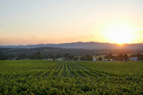 Sirromet Winery - Broome Tourism 13