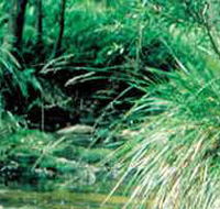 Lerderderg State Park - Broome Tourism