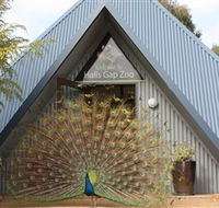 Halls Gap Zoo - Broome Tourism