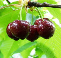 Red Hill Cherry Farm - Broome Tourism
