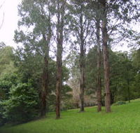 Mount Dandenong Arboretum - Broome Tourism