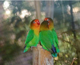 Ballarat Bird World - Broome Tourism 0