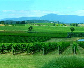 Acacia Ridge Vineyard - Broome Tourism 0