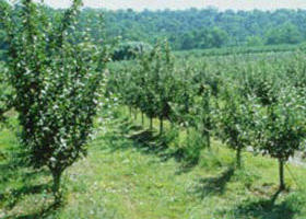 Pettys Orchard - Broome Tourism 0