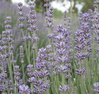 Warratina Lavender Farm - Broome Tourism