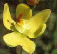 Langwarrin Flora and Fauna Reserve - Broome Tourism