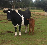 Animal Land Children's Farm - Broome Tourism