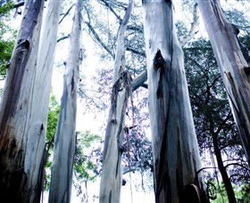Dandenong Ranges National Park - Broome Tourism 0
