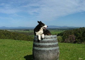 Windy Ridge Vineyard And Winery - Broome Tourism 0