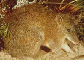 The Pines Flora And Fauna Reserve - Broome Tourism 0