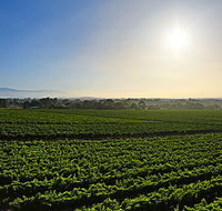 GREENSTONE VINEYARDS - Broome Tourism