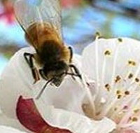 Clayridge Honey - Broome Tourism