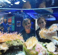 Solitary Islands Aquarium - Broome Tourism