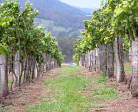 Villa D Esta Vineyard - Broome Tourism 1
