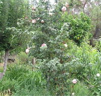 Tombstone Estate Vineyard - Broome Tourism