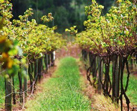 Fussy Grape Winery - Broome Tourism 1