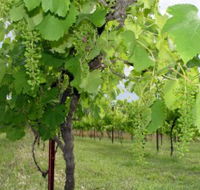 Holland Wines - Broome Tourism