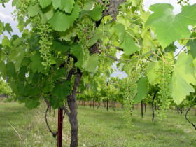 Holland Wines - Broome Tourism 0