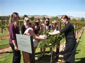 Jacob's Creek Vineyard Tour - Broome Tourism 2