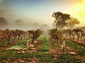 Lambert Estate Wines - Broome Tourism 1