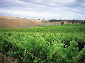 Uleybury Wines - Broome Tourism 2
