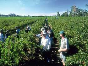 Padthaway Estate Winery - Broome Tourism 1