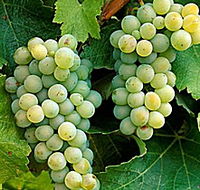 Clover Hill Vineyard - Broome Tourism