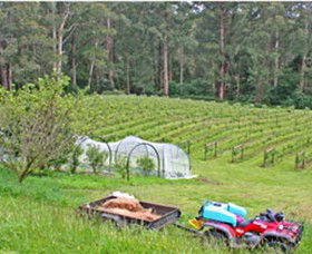 Peveril Vineyard/Beechy Berries - Broome Tourism 1