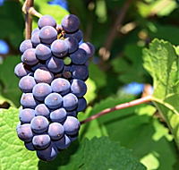 Tinderbox Vineyard - Broome Tourism