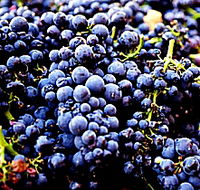 Tolpuddle Vineyard - Broome Tourism