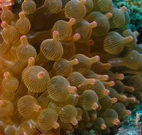 Coral Gardens Dive Site Mooloolaba - Broome Tourism