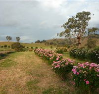 Damasque Rose Oil Farm - Broome Tourism