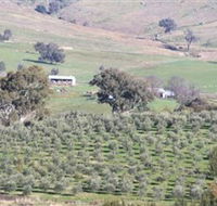 Wymah Organic Olives and Lambs - Broome Tourism