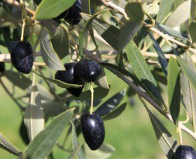 Wymah Organic Olives And Lambs - Broome Tourism 2
